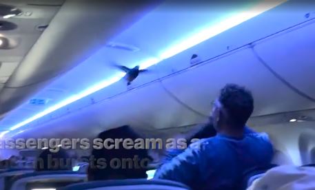 VIDEO Passengers scream as a pigeon bursts onto a Delta Airlines plane, Delta flight thrown into chaos as stowaway pigeons storm cabin, United Airplanes crash, Shocking news video today, Shocking news video, US today news, US news today, Today news Video, News hot today, Clip Ariplanes crash, AIRPLANES, Boeing 737-900 planes crash