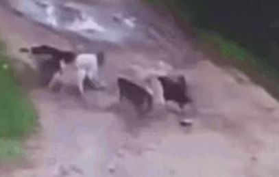 Clip người đàn ông say rượu bị đàn chó hoang cắn xé tử vong, Đàn chó hoang cắn tử vong người đi đường, Clip tin tức
