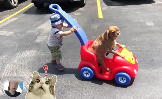 Clip trẻ em và động vật SIỀU HÀI HƯỚC và DỄ THƯƠNG, Clip Ultimate Baby and Dog Moments Funny, The Sweetest And Cutest Duo Funny Babies Video, Video Baby Dogs Cute and Funny Dog, Baby Dogs Cute and Funny Dog, Clip Baby Dogs Cute and Funny Dog, Try not laugh funny baby animals, Clip animal cat, Funny animals cute clip, Funny animals cute video, Clip giải trí, Clip giải trí trên mạng xã hội, Clip hài hước mới nhất, Clip hài hước trẻ em, Clip thú cưng đáng yêu hài hước, Clip động vật hài hước, Clip thú cưng hài hước, Clip chó con mõm ngắn mũm mĩm đáng yêu hài hước