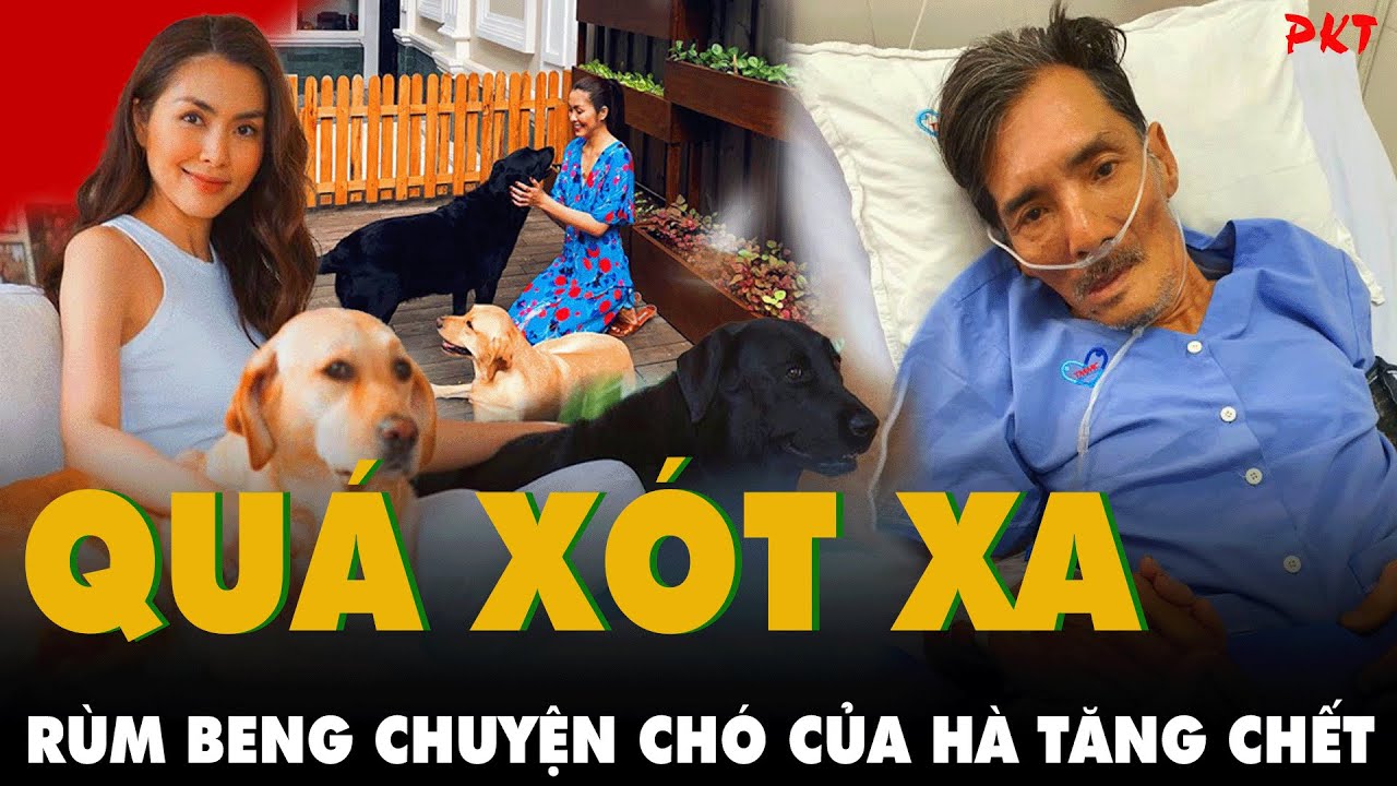 Chuyện chó cưng của Tăng Thanh Hà loạt chuyên trang và MXH cùng giới nghệ sĩ đã gửi lời chia buồn. BÌNH LUẬN xung quanh Rùm Beng câu chuyện chú chó của Tăng Thanh Hà, Câu chuyện chú chó cưng của Tăng Thanh Hà, Lùm xùm quanh chuyện chó cưng của Tăng Thanh Hà, Toàn bộ thông tin chú chó cưng của Tăng Thanh Hà, Thảo luận quanh chuyện chú chó cưng của Tăng Thanh Hà, Tăng Thanh Hà, Tin tức Giải trí, Thấy gì từ việc chó cưng của Tăng Thanh Hà, Tin tức nóng 24h trong ngày, Tin tức teen, Clip hot trend trên Facebook hôm nay, Hot trend TikToker, Clip trend hot nhất hôm nay, Clip trend