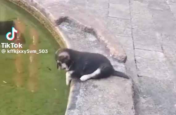 Video compilation of adorable dogs from around the world, Funny dogs video , Video Baby Dogs Cute and Funny Dog, Funny dogs video, Try not laugh funny baby animals, Funny animals cute video, Funny animals cute clip, Clip animal cat, Clip hài hước mới nhất, Clip Mới Nhất Hôm Nay, Clip động vật hài hước, Clip trẻ em và động vật SIỀU HÀI HƯỚC và DỄ THƯƠNG
