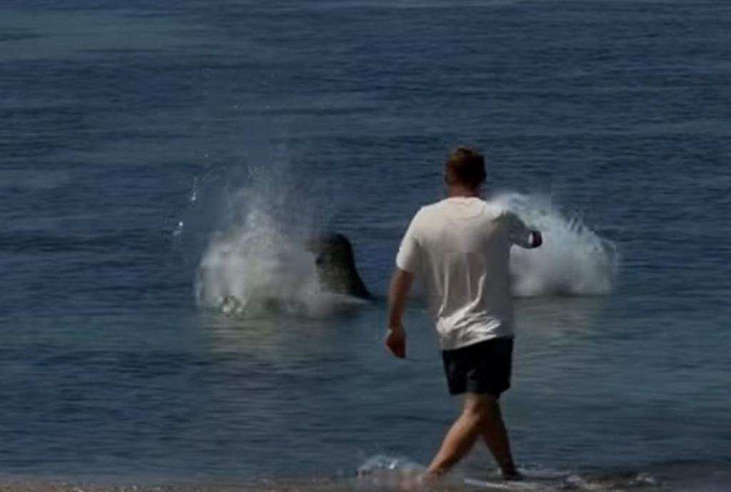tourist attacks Hawaiian monk seal, viral Hawaii beach fight video, Seattle tourist hits endangered seal, Maui local defends monk seal, Hawaiian monk seal abuse incident, Breaking news protest, Breaking news video, Breaking political news, Breaking news USA, Breaking news today, Breaking world news, Breaking news America, US news video today, US news today, Today news Video, Hot news today, Hot news today on the world