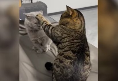 Funniest & Cutest Cat Moments That Will Make Your Day, Adorable Cats Doing Hilarious Things Compilation, Cute Cat Fails and Funny Moments You Can’t Stop Watching, The Most Adorable Cat Moments Ever Caught on Camera, Try Not To Laugh Challenge Funny Animal Collection, Video Funny Animal Collection, Try Not To Laugh Challenge, Tổng hợp video động vật hài hước, Video clip chó mèo hài hước khắp thế giới, Clip động vật hài hước, Clip chó con mập mạp đáng yêu hài hước, Clip thú cưng hài hước, Clip hài hước mới nhất, Clip thú cưng đáng yêu hài hước, Clip giải trí, Clip giải trí trên mạng xã hội, Tổng hợp clip những chú chó hài hước, Clip những chú mèo hài hước, Clip Baby Dogs Cute and Funny Dog, Baby Dogs Cute and Funny Dog, Video Baby Dogs Cute and Funny Dog, Funny dogs video
