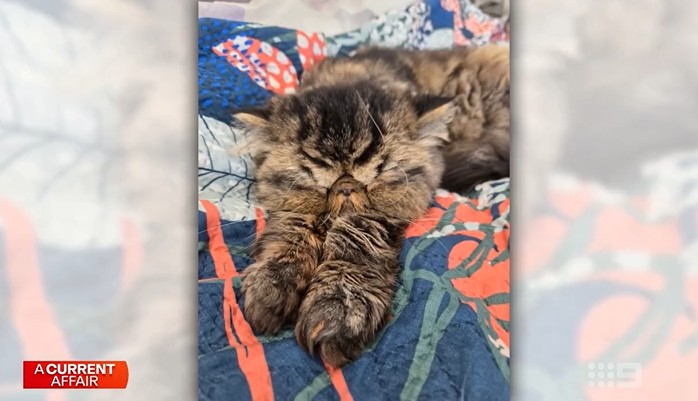 11-year-old cat survived inside clothes dryer, cat trapped in dryer survival story, senior cat with heart condition survives, miracle cat survival after dryer accident, incredible pet rescue story, cat safety around clothes dryers, pet accident survival miracle, heart condition cat survival, amazing cat survival story, clothes dryer pet safety tips, Shock news today, Post news hot today, Today news Video, Hot news today on the world, Hot news today, News hot today, Latest today news video, Clip animal cat, Try not laugh funny baby animals, Funny animals cute video, Funny animals cute clip, Video Funny Animal Collection
