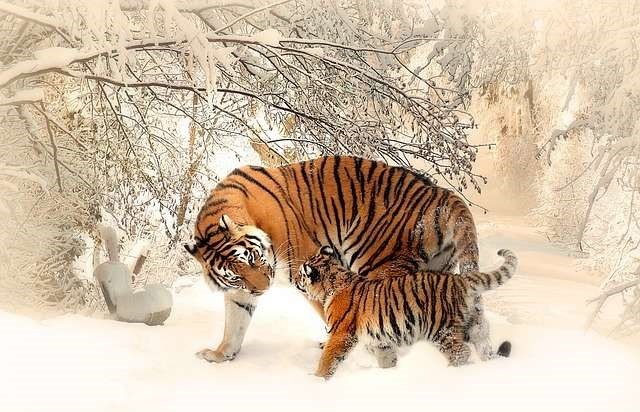 Tháng 9 âm lịch con giáp nào có nhiều lộc, Tháng 9 âm lịch cung hoàng đạo nào nhiều lộc, Con giáp nhiều lộc tháng 9 âm lịch, Cung hoàng đạo nhiều lộc tháng 9 âm lịch, Tin tức teen, Tin tức cuộc sống, Tin tức đời sống, Những Cung Hoàng Đạo Phát Tài 2023, Cung Hoàng Đạo 2023, Xem Bói Cung Hoàng Đạo 2023, Cung Hoàng Đạo, Xem Bói Cung Hoàng Đạo, Tâm Linh Huyền Bói, Tâm Linh Huyền Bí