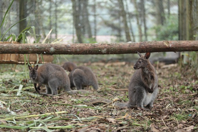 Video ĐỘC LẠ Chuột Túi Kangaroo Xuất Hiện Ở Lào Cai, Video Kangaroo xuất hiện ở Việt Nam, Video chuột túi Kangaroo xuất hiện ở Lào Cai, Video chuột túi Kangaroo ở Việt Nam, Video chuột túi ở Lào Cai, Clip chuột túi ở Lào Cai, Clip Kangaroo ở Lào Cai, Clip shock độc lạ, Clip sốc độc lạ, Clip tin tức
