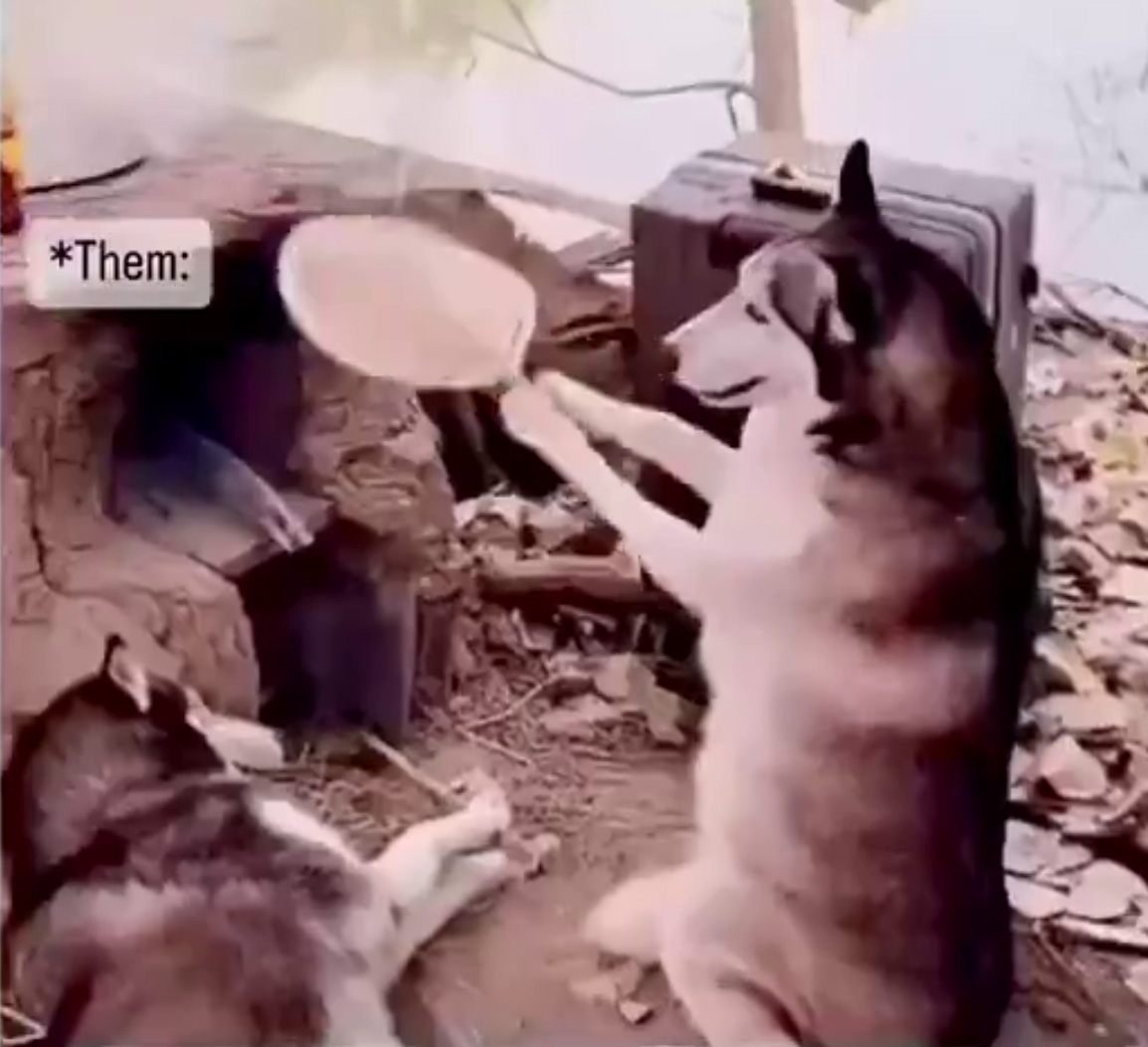 VIDEO The Smartest and Cutest dogs in the world, The Smartest Dog in the world, Smartest dog, Video The Smartest Dog in the world, Clip The Smartest Dog in the world, Video clip smartest dog, The dog prevents the boy from getting close to the water tank, The smartest beagle dog on the planet, The dog owner saves the boy from drowning, Chú chó ngăn không cho cậu bé tiến sát bể nước, Chú chó becgie thông minh nhất hành tinh, Chủ chó cứu cậu bé khỏi bị chết đuối, Clip chú chó ngăn không cho cậu bé tiến sát bể nước, Clip chú chó lấy vợt khều quả bóng dưới nước giúp cậu bé, Funny animals cute clip, Clip động vật thông minh, Clip động vật hài hước, Try not laugh funny baby animals, Funny animals cute video