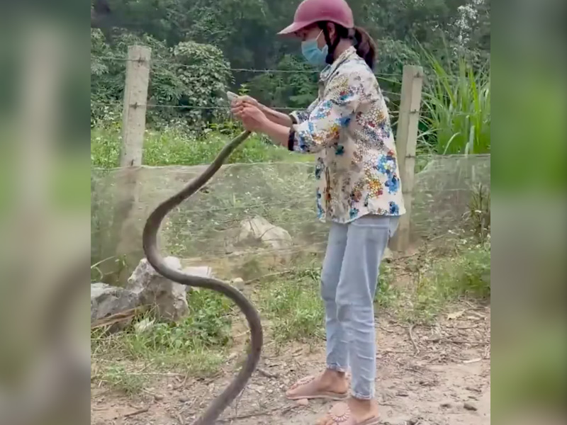 Em gái Phú Thọ tay không bắt rắn khổng lồ, Clip gái Phú Thọ bắt rắn khổng lồ, Clip con gái tay không bắt rắn, Clip gái Phú Thọ tay không bắt rắn khổng lồ, Clip bắt rắn tay không, Clip sốc độc lạ