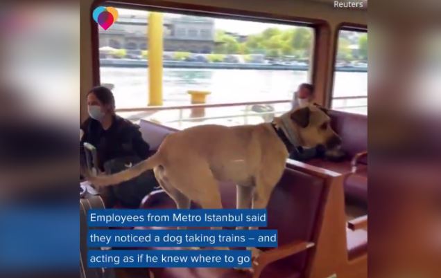 This Dog Travels Around His City Alone, This Dog Travels Around His City Alone On Public Transportation, Chú chó đi quanh thành phố một mình trên xe bus, Chú chó đi quanh thành phố một mình bằng phương tiện giao thông công cộng, Chú chó đi chơi bằng xe bus, Dog hanging by bus, The dog goes throughout the city by bus